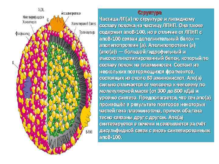 Структура Частица ЛП(а) по структуре и липидному составу похожа на частицу ЛПНП. Она также
