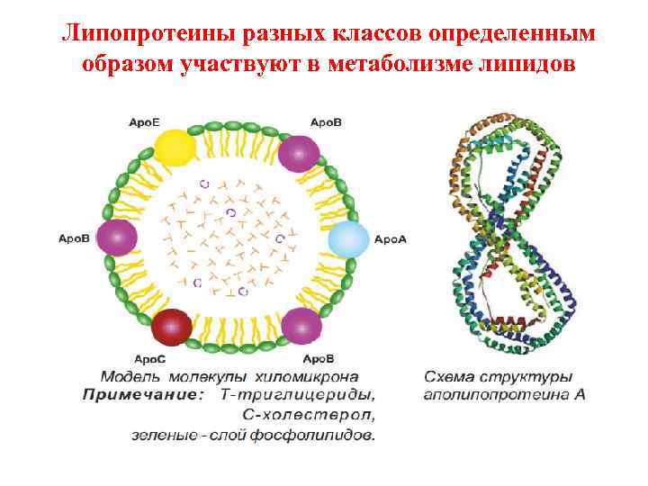 Липопротеины разных классов определенным образом участвуют в метаболизме липидов 