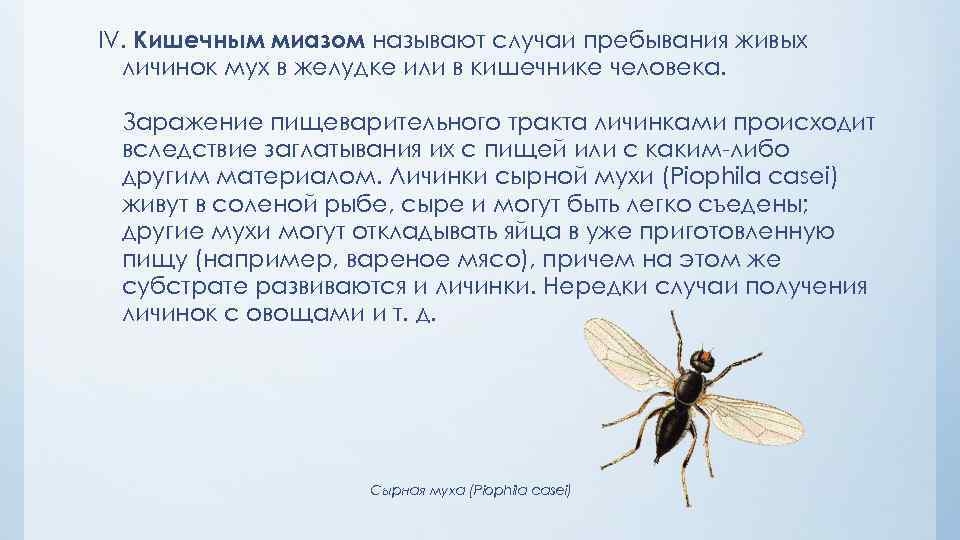 IV. Кишечным миазом называют случаи пребывания живых личинок мух в желудке или в кишечнике