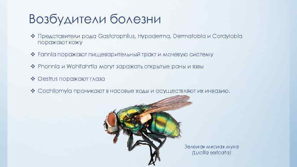 Возбудители болезни v Представители рода Gastcrophilus, Hypoderma, Dermatobia и Cordylobia поражают кожу v Fannia