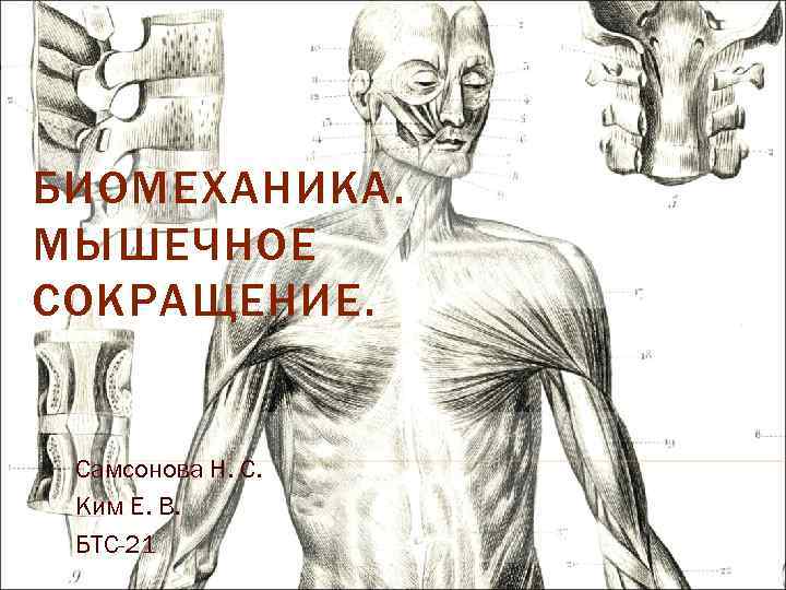 Мышечная биомеханика. Механика мышц. Самсонова биомеханика мышц. Биомеханика мышечного сокращения. Биомеханика мышц функции.