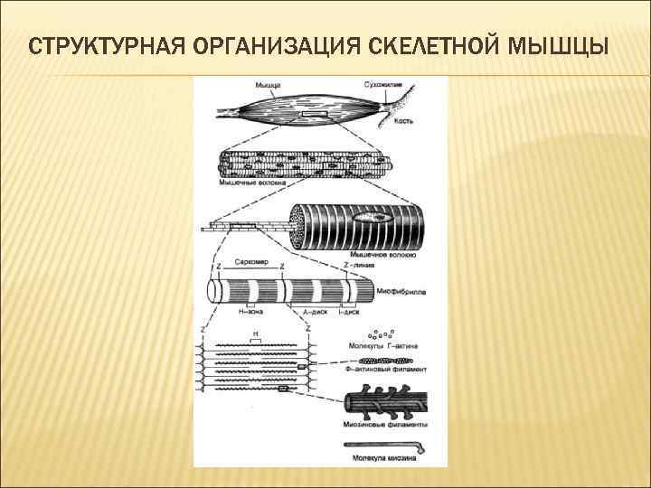 Особенности сокращения скелетной мышечной ткани