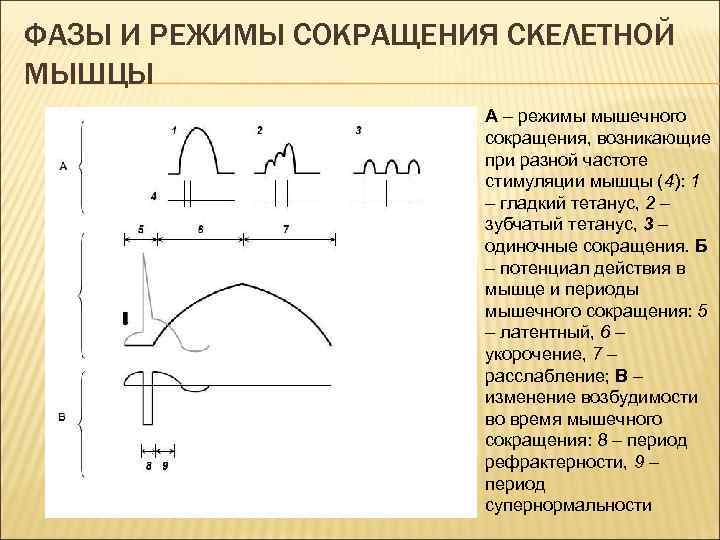 Режим сокращения