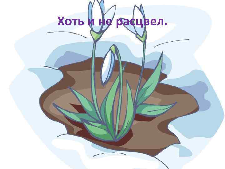 Хоть и не расцвел. 