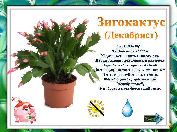 Зима. Декабрь. Диковенным узором Мороз цветы наносит на стекло, Цветам живым под ледяным надзором