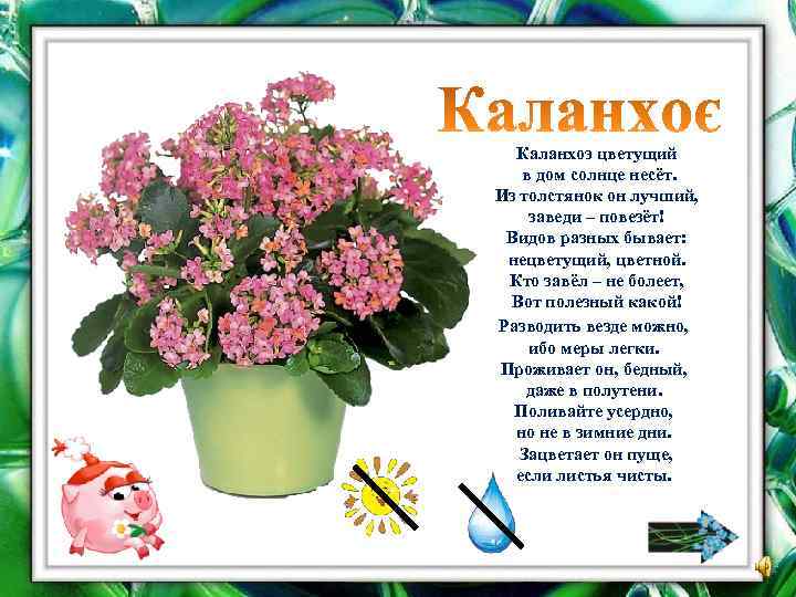 Каланхоэ цветущий в дом солнце несёт. Из толстянок он лучший, заведи – повезёт! Видов