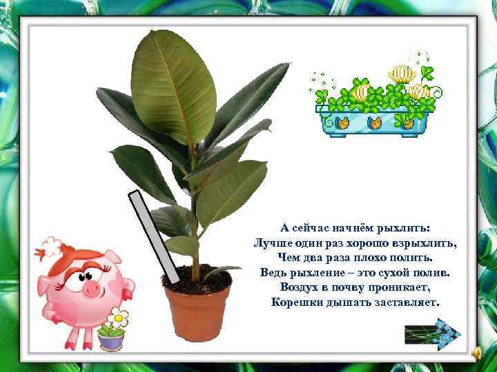 А сейчас начнём рыхлить: Лучше один раз хорошо взрыхлить, Чем два раза плохо полить.