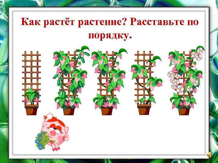 Как растёт растение? Расставьте по порядку. 