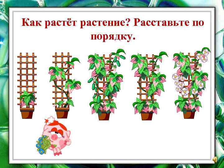 Как растёт растение? Расставьте по порядку. 