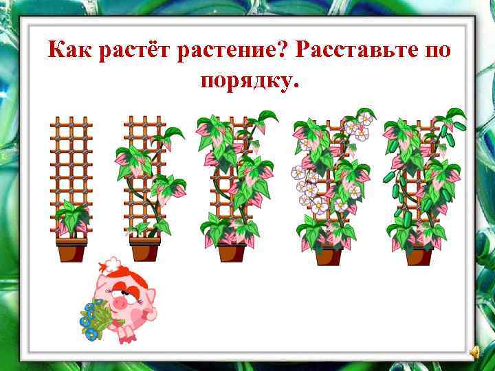 Как растёт растение? Расставьте по порядку. 