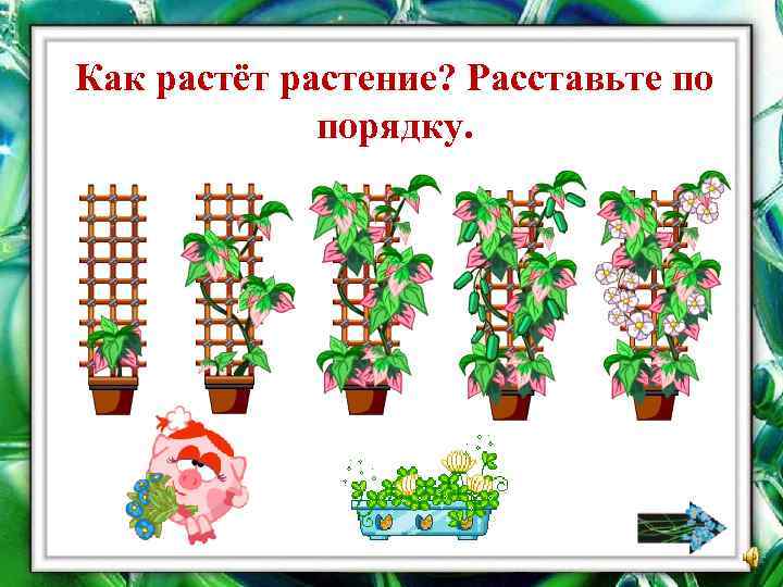 Как растёт растение? Расставьте по порядку. 