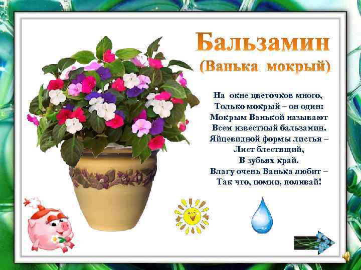 На окне цветочков много, Только мокрый – он один: Мокрым Ванькой называют Всем известный