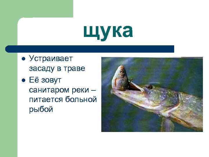 щука l l Устраивает засаду в траве Её зовут санитаром реки – питается больной