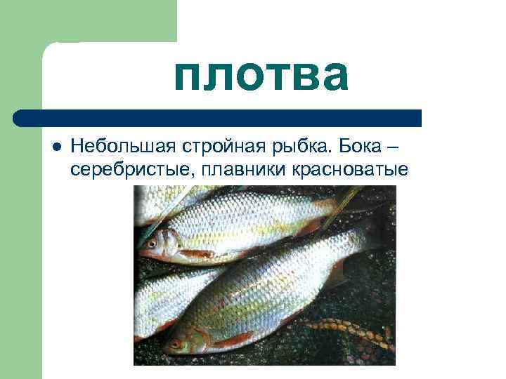 плотва l Небольшая стройная рыбка. Бока – серебристые, плавники красноватые 