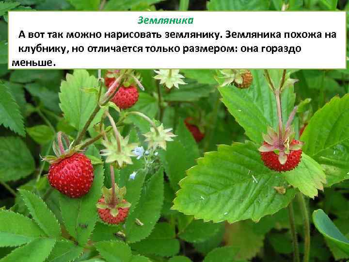 Земляника А вот так можно нарисовать землянику. Земляника похожа на клубнику, но отличается только