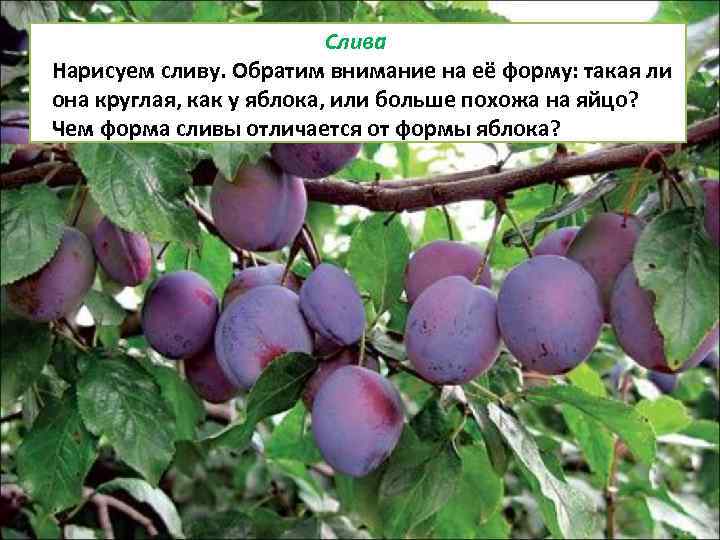 Слива Нарисуем сливу. Обратим внимание на её форму: такая ли она круглая, как у