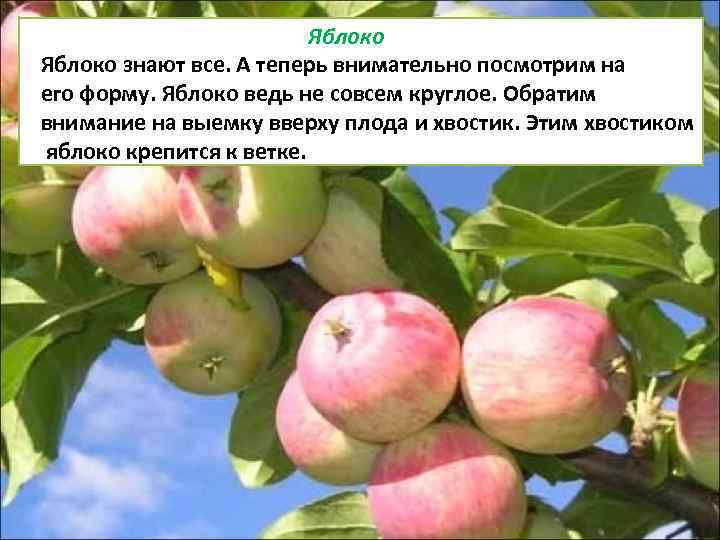Яблоко знают все. А теперь внимательно посмотрим на его форму. Яблоко ведь не совсем