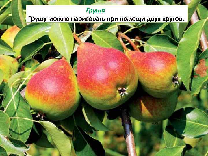 Груша Грушу можно нарисовать при помощи двух кругов. 