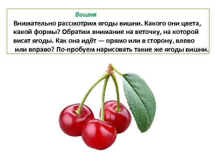 Вишня Внимательно рассмотрим ягоды вишни. Какого они цвета, какой формы? Обратим внимание на веточку,