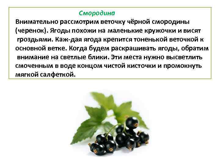 Смородина Внимательно рассмотрим веточку чёрной смородины (черенок). Ягоды похожи на маленькие кружочки и висят