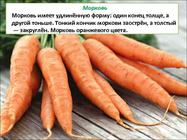 Морковь имеет удлинённую форму: один конец толще, а другой тоньше. Тонкий кончик моркови заострён,