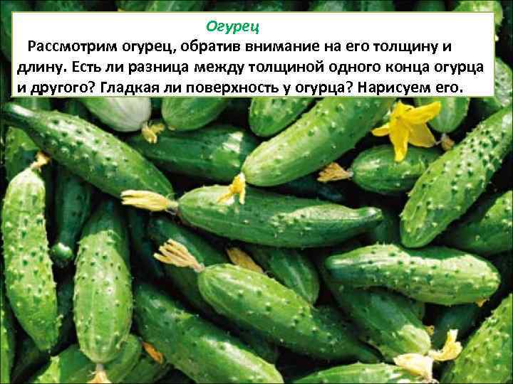 Огурец Рассмотрим огурец, обратив внимание на его толщину и длину. Есть ли разница между