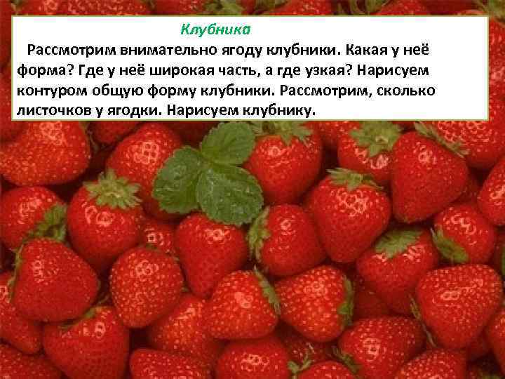 Клубника Рассмотрим внимательно ягоду клубники. Какая у неё форма? Где у неё широкая часть,