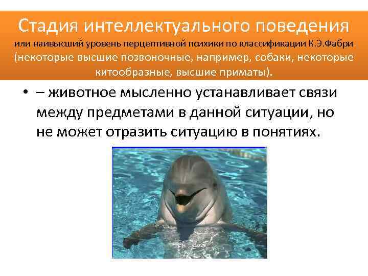 Стадия интеллектуального поведения или наивысший уровень перцептивной психики по классификации К. Э. Фабри (некоторые
