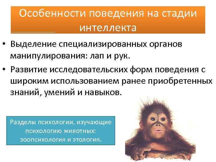 Особенности поведения на стадии интеллекта • Выделение специализированных органов манипулирования: лап и рук. •
