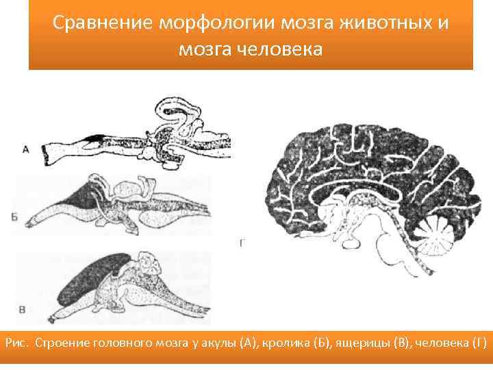 Животный мозг человека. Морфология головного мозга. Строение головного мозга животных акула. Сравнение морфологии животных. Строение акульего мозга.