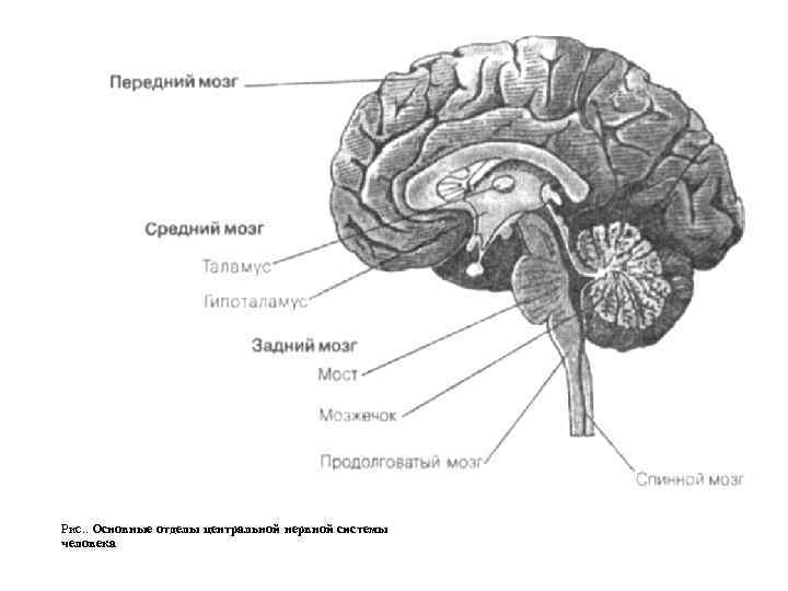 Рис. . Основные отделы центральной нервной системы человека 