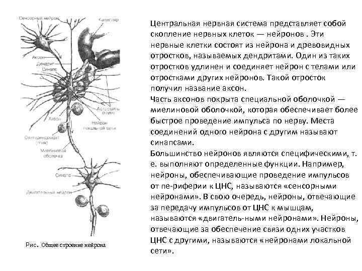 . Рис Общее строение нейрона Центральная нервная система представляет собой скопление нервных клеток —