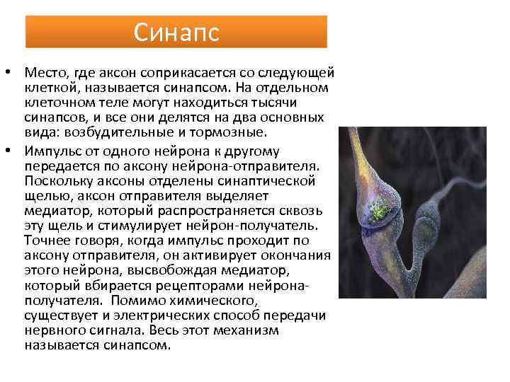 Синапс • Место, где аксон соприкасается со следующей клеткой, называется синапсом. На отдельном клеточном