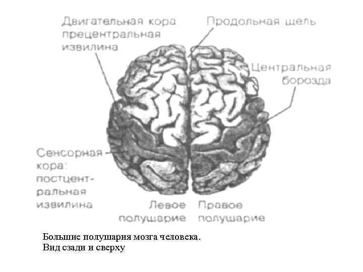 Большие полушария мозга человека. Вид сзади и сверху 