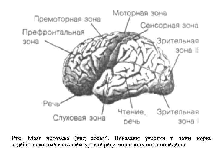 Рис. Мозг человека (вид сбоку). Показаны участки и зоны коры, задействованные в высшем уровне