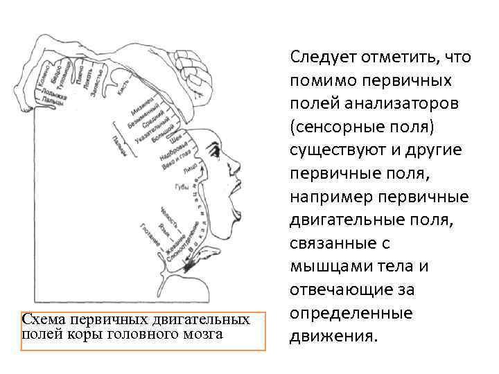 Схема первичных двигательных полей коры головного мозга Следует отметить, что помимо первичных полей анализаторов