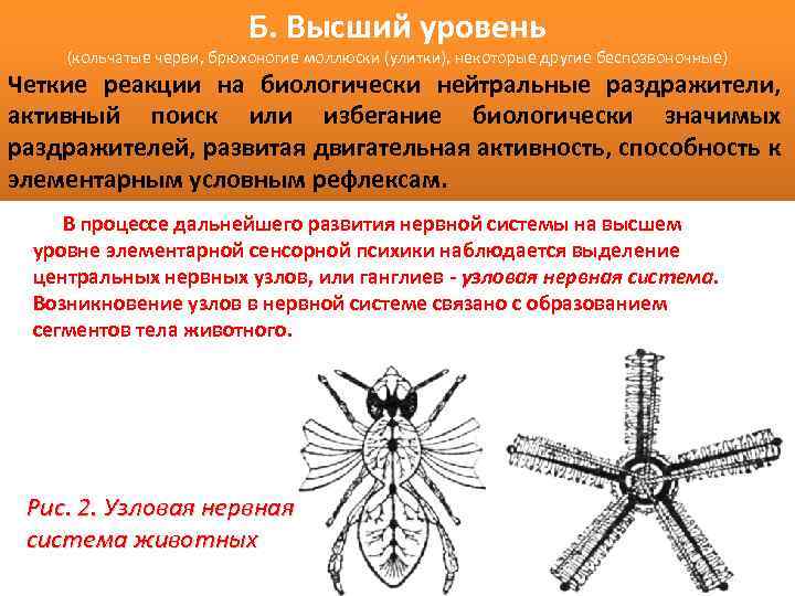 Б. Высший уровень (кольчатые черви, брюхоногие моллюски (улитки), некоторые другие беспозвоночные) Четкие реакции на