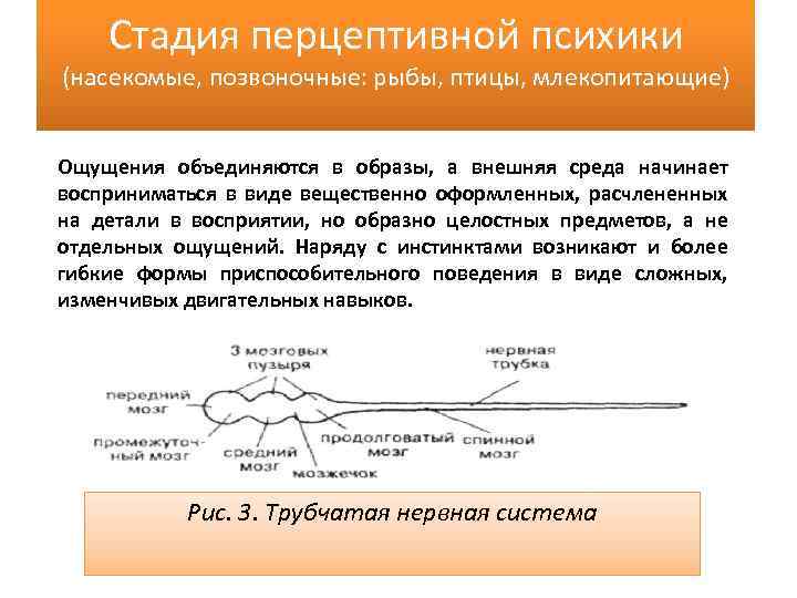 Стадия перцептивной психики (насекомые, позвоночные: рыбы, птицы, млекопитающие) Ощущения объединяются в образы, а внешняя