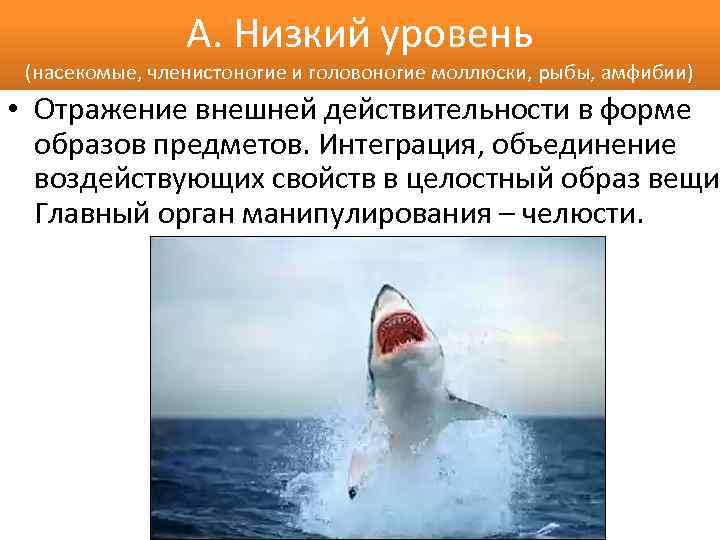 А. Низкий уровень (насекомые, членистоногие и головоногие моллюски, рыбы, амфибии) • Отражение внешней действительности