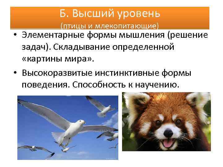 Б. Высший уровень (птицы и млекопитающие) • Элементарные формы мышления (решение задач). Складывание определенной