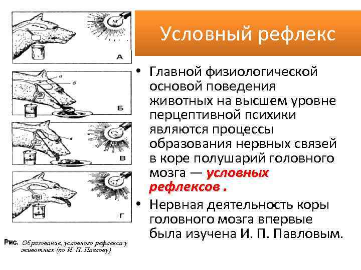 Образование условных. Образование условных рефлексов. Механизм выработки условных рефлексов у животных. Рефлексы основа поведения животных. Формирование условного рефлекса по Павлову.