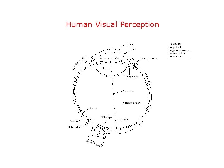 Human Visual Perception 