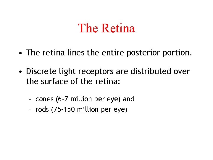 The Retina • The retina lines the entire posterior portion. • Discrete light receptors
