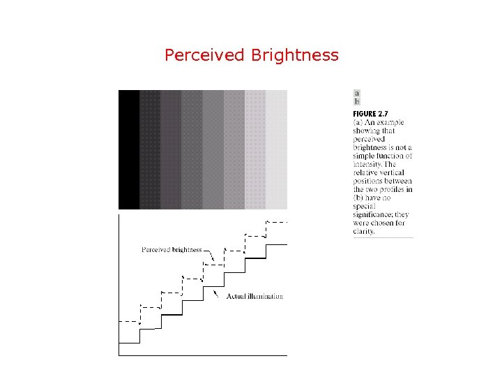 Perceived Brightness 