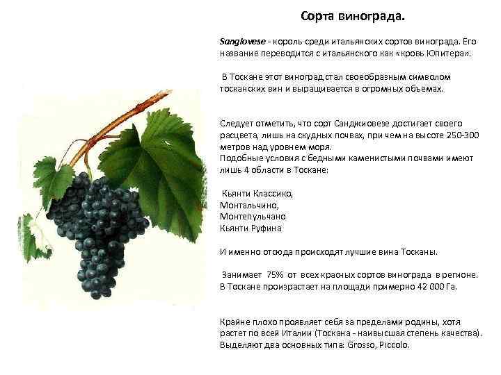 Сорта винограда. Sangiovese - король среди итальянских сортов винограда. Его название переводится с итальянского