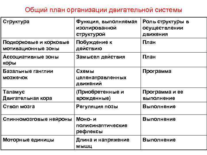 Общий план организации двигательной системы