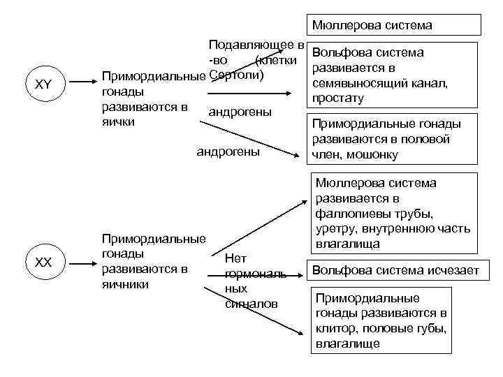 Мюллерова система XY XХ Подавляющее в Вольфова система -во (клетки развивается в Примордиальные Сертоли)