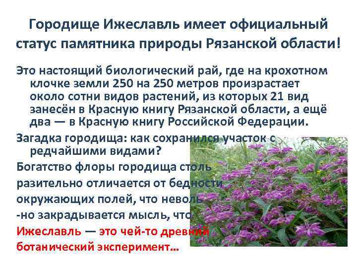 Городище Ижеславль имеет официальный статус памятника природы Рязанской области! Это настоящий биологический рай, где