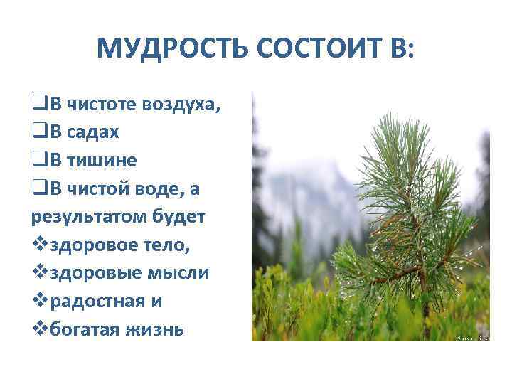 МУДРОСТЬ СОСТОИТ В: q. В чистоте воздуха, q. В садах q. В тишине q.