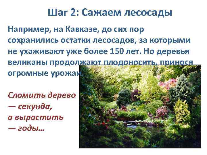  Шаг 2: Сажаем лесосады Например, на Кавказе, до сих пор сохранились остатки лесосадов,